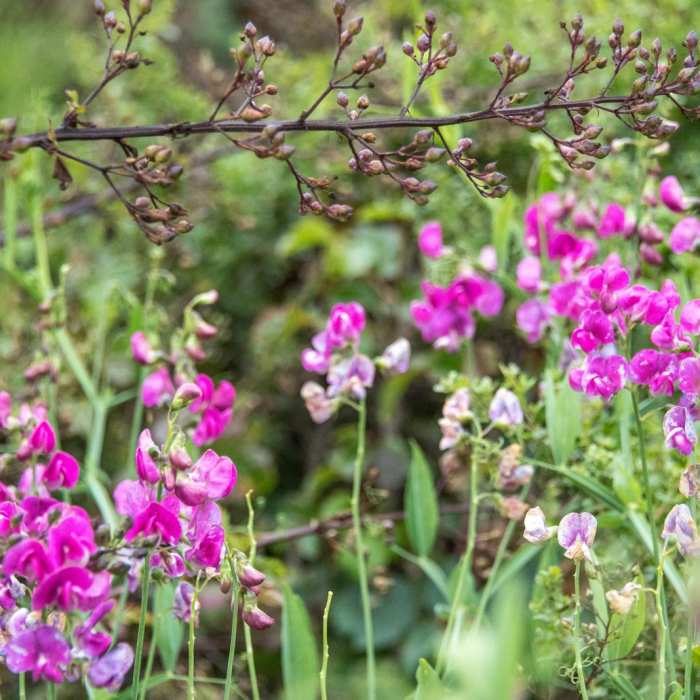 Near Rodeo Valley Trail to Miwok Trail Loop