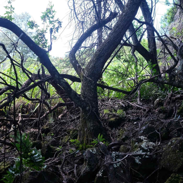 Near Kaupo Trail