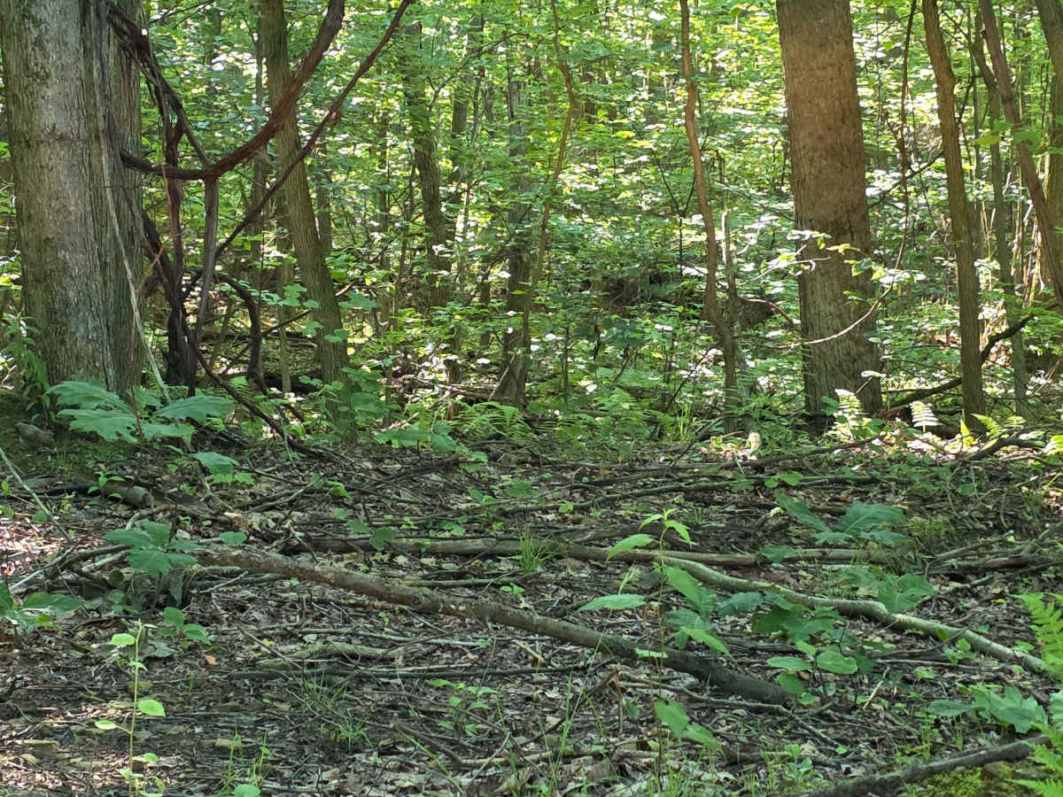 Single Track C4 photo 2