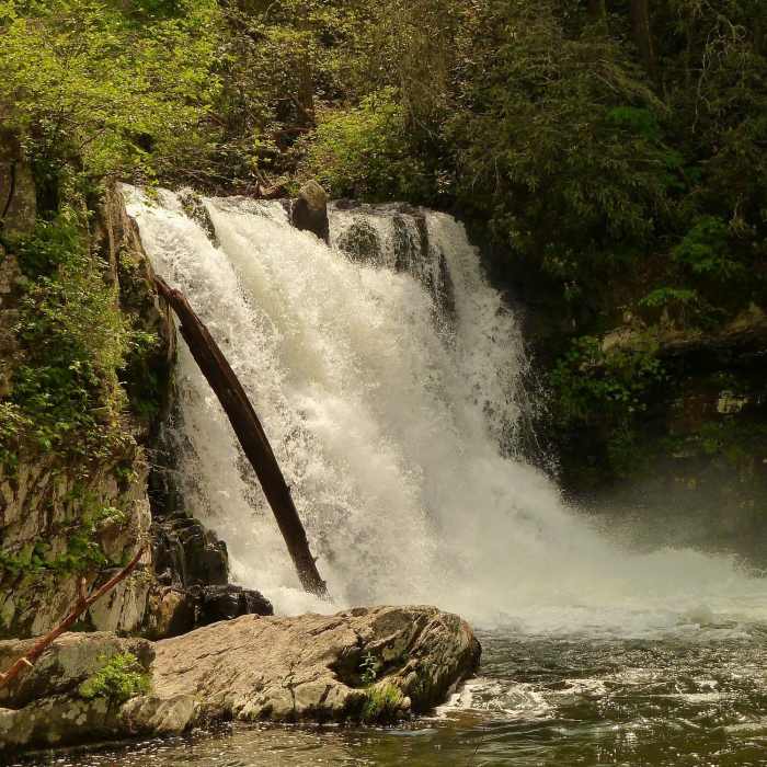 Near Abrams Falls Trail