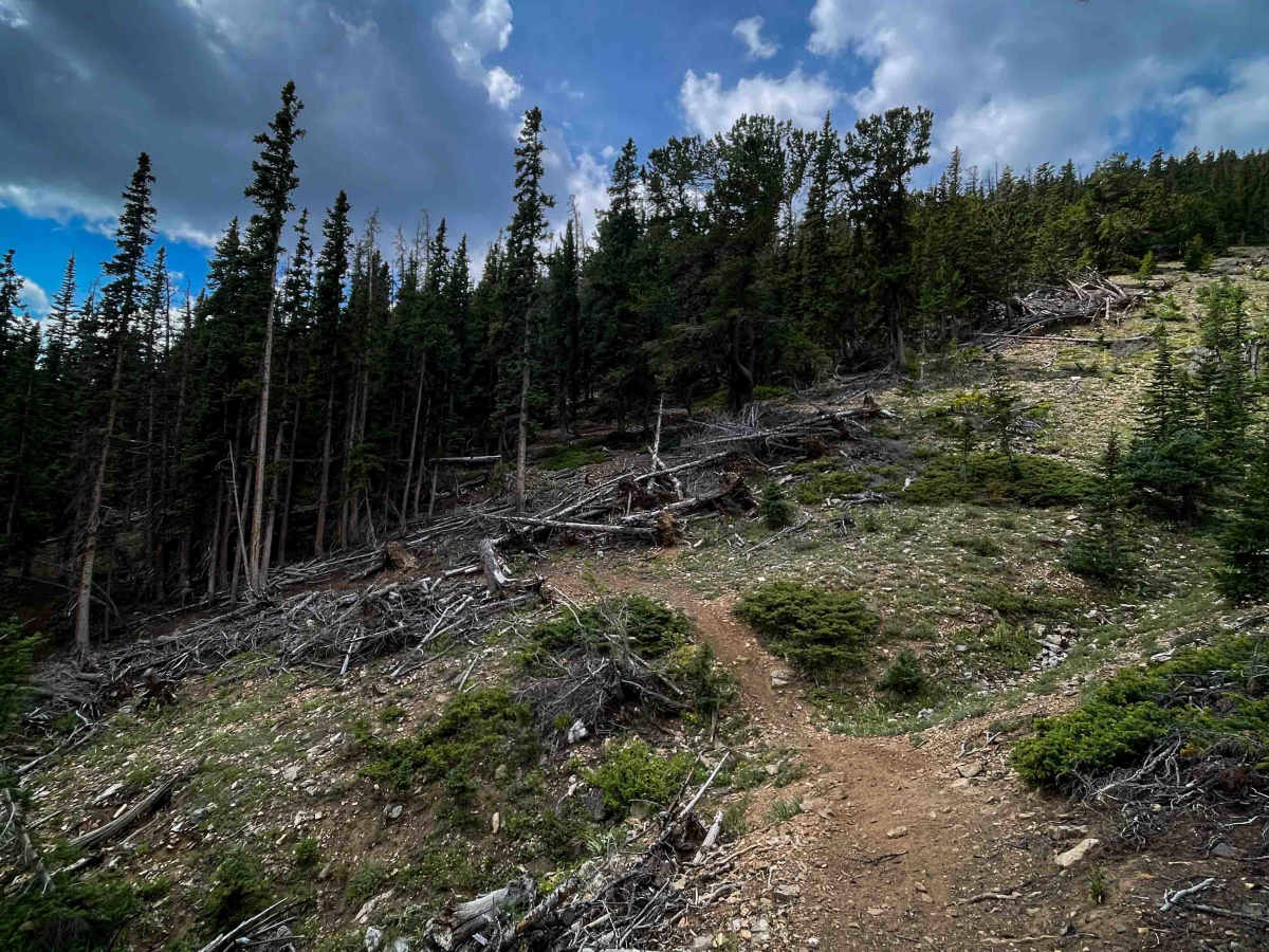 Sheep Mountain Interconnect Trail #740  photo 2