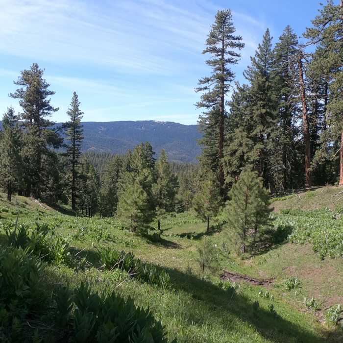 Near Round Mountain Trail (#805)