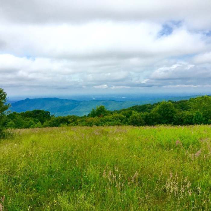 Near BMT: Segment 17a-17b (Tellico River to Whigg Meadow)