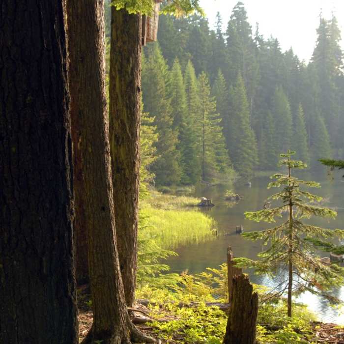 Near Timothy Lake Loop