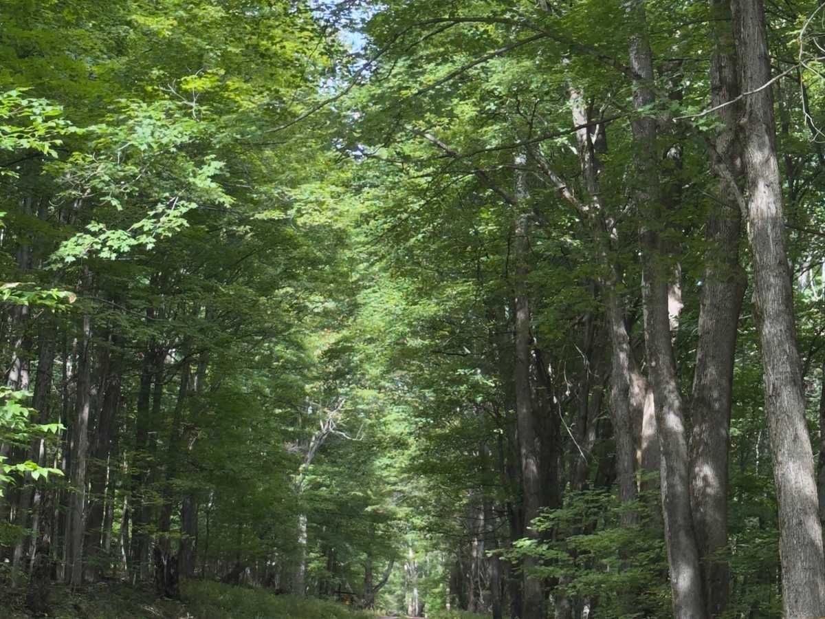 Huntersfield Pathway photo 5
