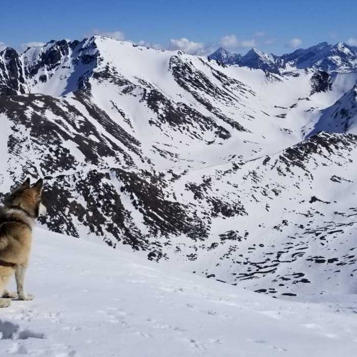 Knoya summit view looking east northeast toward Temptation Peak (and a malamute) Near Tikishla Peak Loop