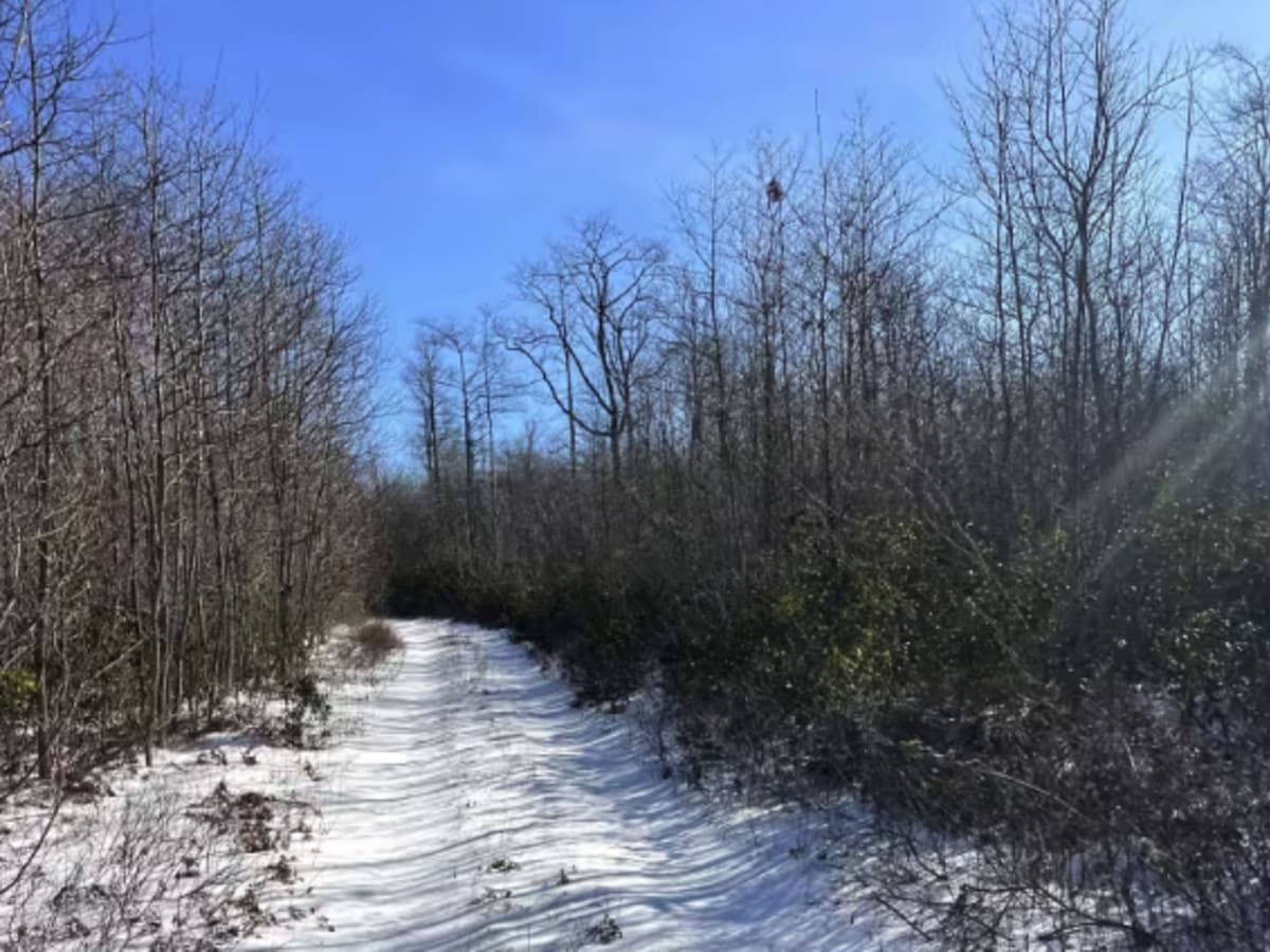 Steele Top Trail trail photo