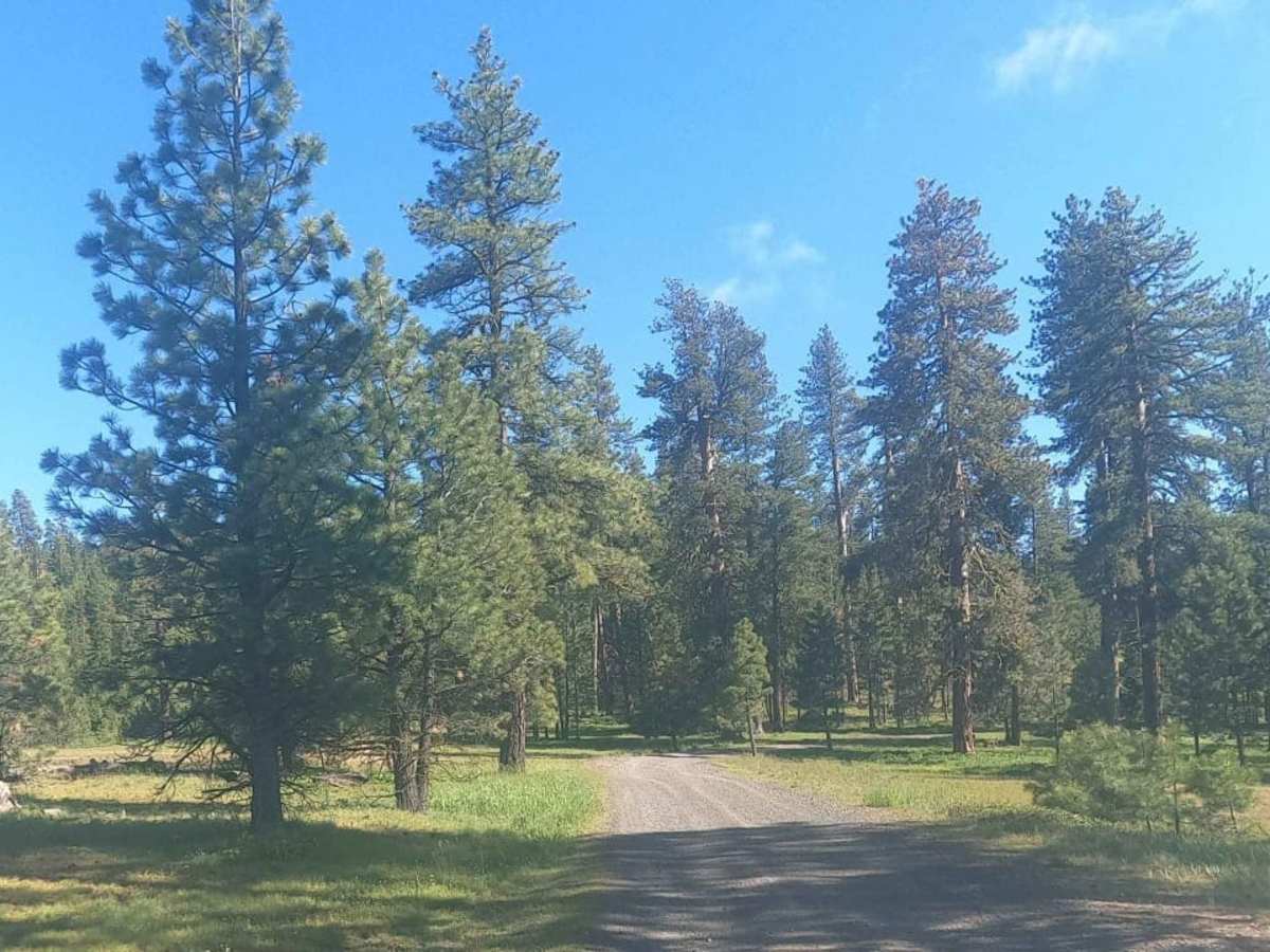 Bald Mountain Road - NF1701 photo 4