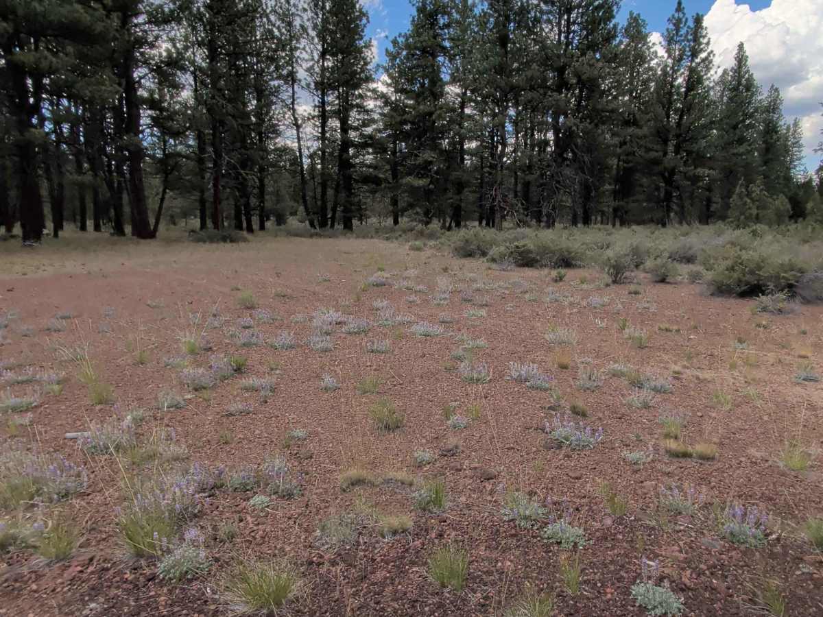 Antelope Well - FS 45N04 photo 2