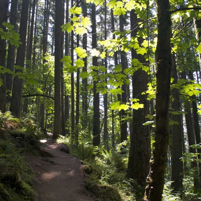 Near Ridgeline Trail: Junction to Spencer Butte Main Trail