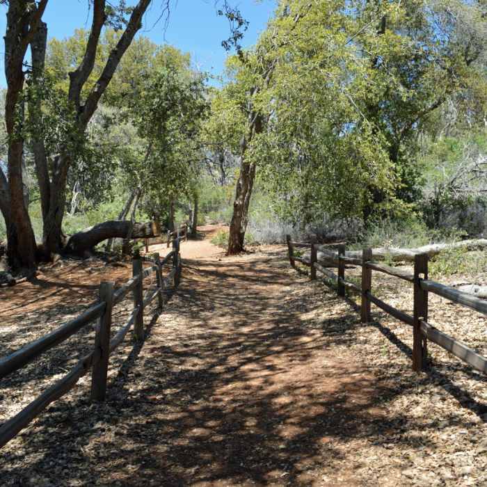 Near Canyon Oak Trail