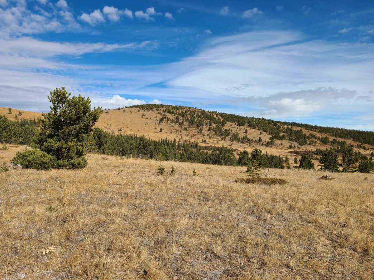 Yankee Hill / Mosquito Creek photo 3