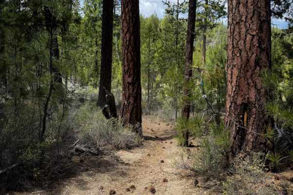 Trail 21 