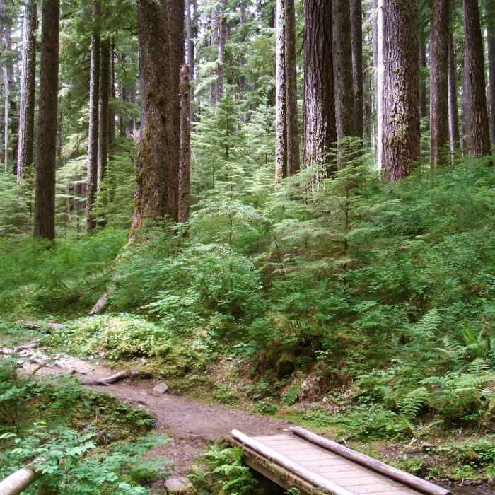 Near Sol Duc Falls Nature Trail