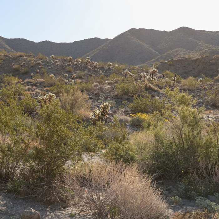 Near Randall Henderson Loop