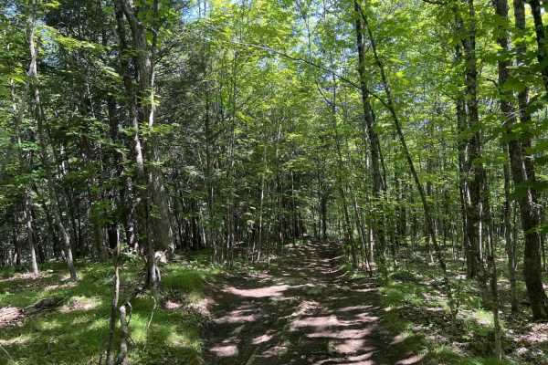 Chase Fire Tower