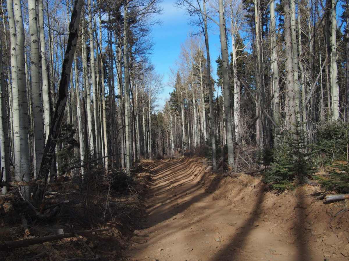 Mt. Taylor Peak 4x4 Road photo 5