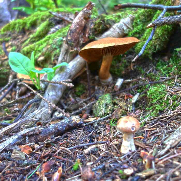 Near North Rock Creek Primitive Route