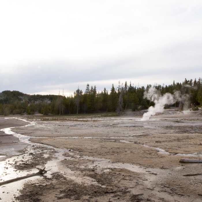 Near Norris Geyser Basin