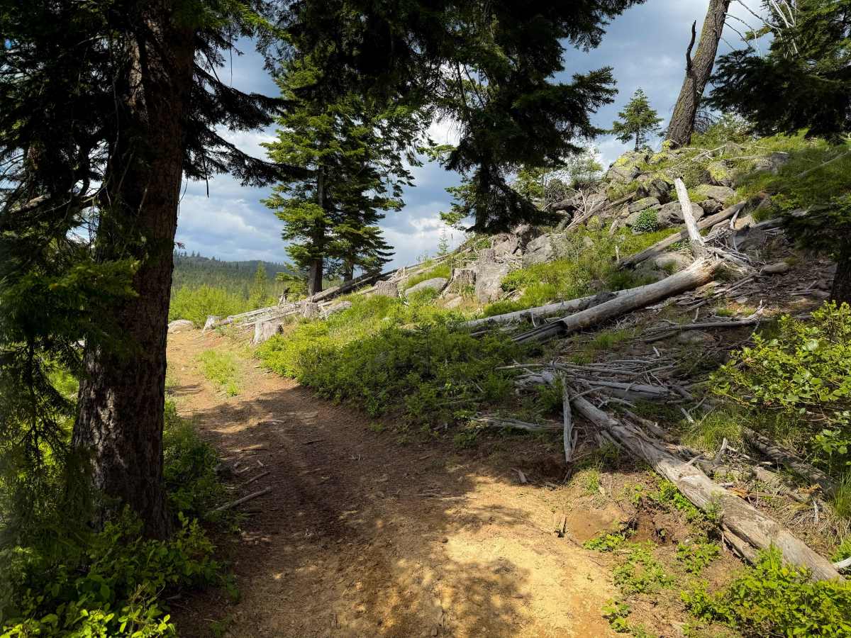 Bingo Bongo - Trail 480  photo 5