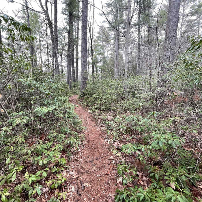 Near Wildlife Pond Loop Trail