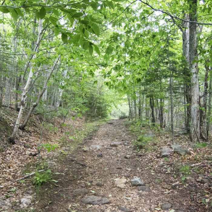 Near Blue Mountain Fire Tower Near Blue Mountain Fire Tower