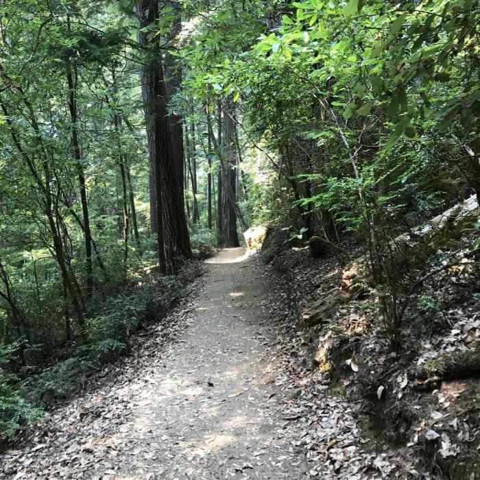 Tall Trees Trail in Redwood National Park Near Emerald Ridge Trail