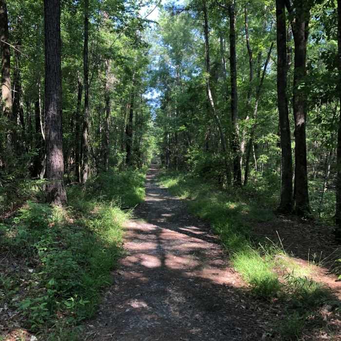 The start of the trail. Near Swayback Bridge Trail