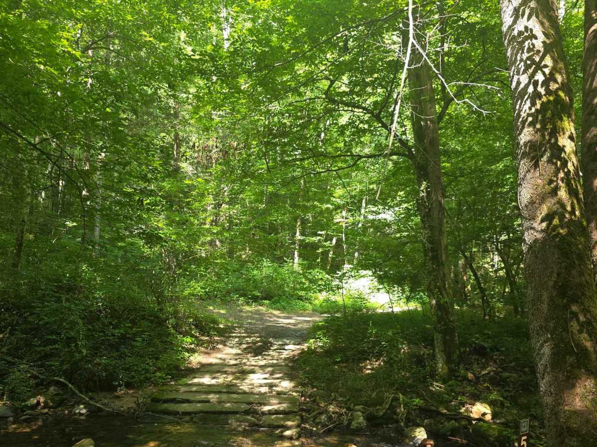 Bear Branch trail photo