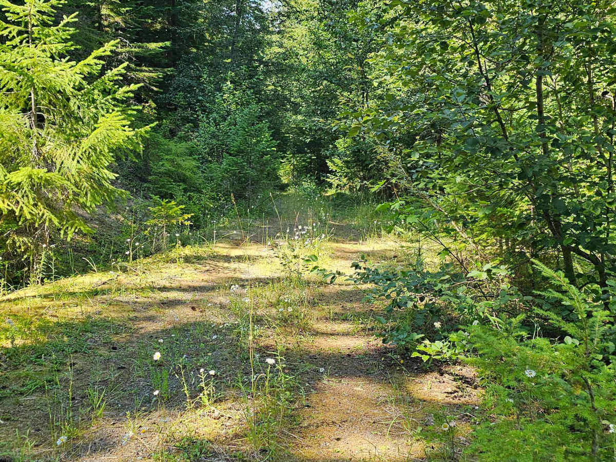 Horseberry photo 6