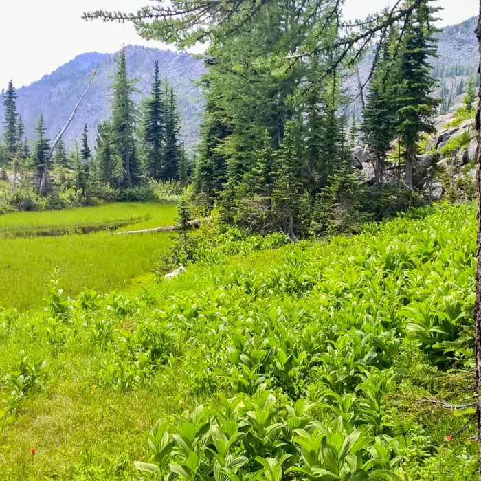 Near Pacific Northwest National Scenic Trail Section 4