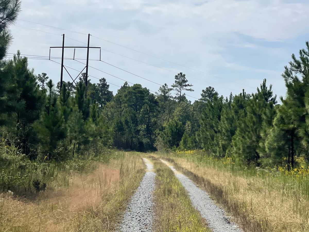 Lonesome Pine photo 3