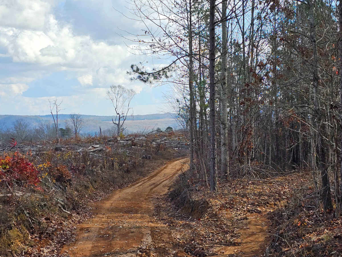 Mule Trail photo 4