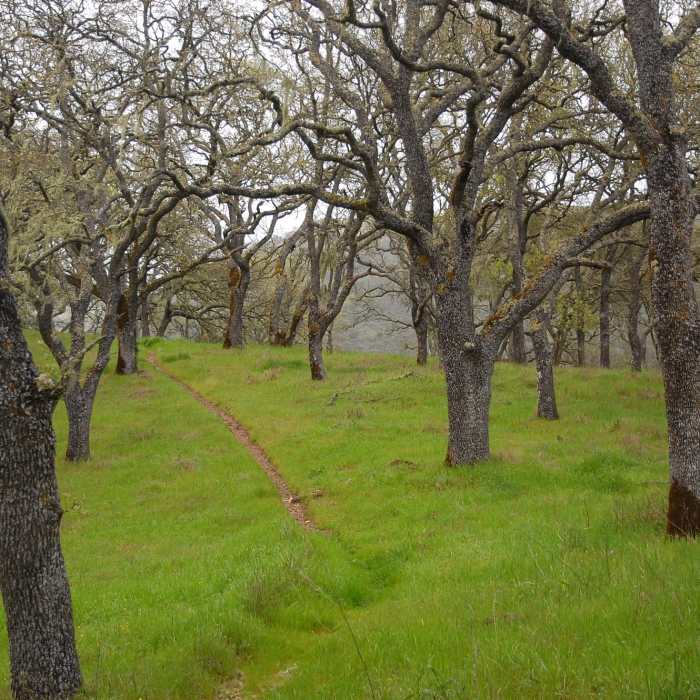 Near Lyman Willson Ridge Trail