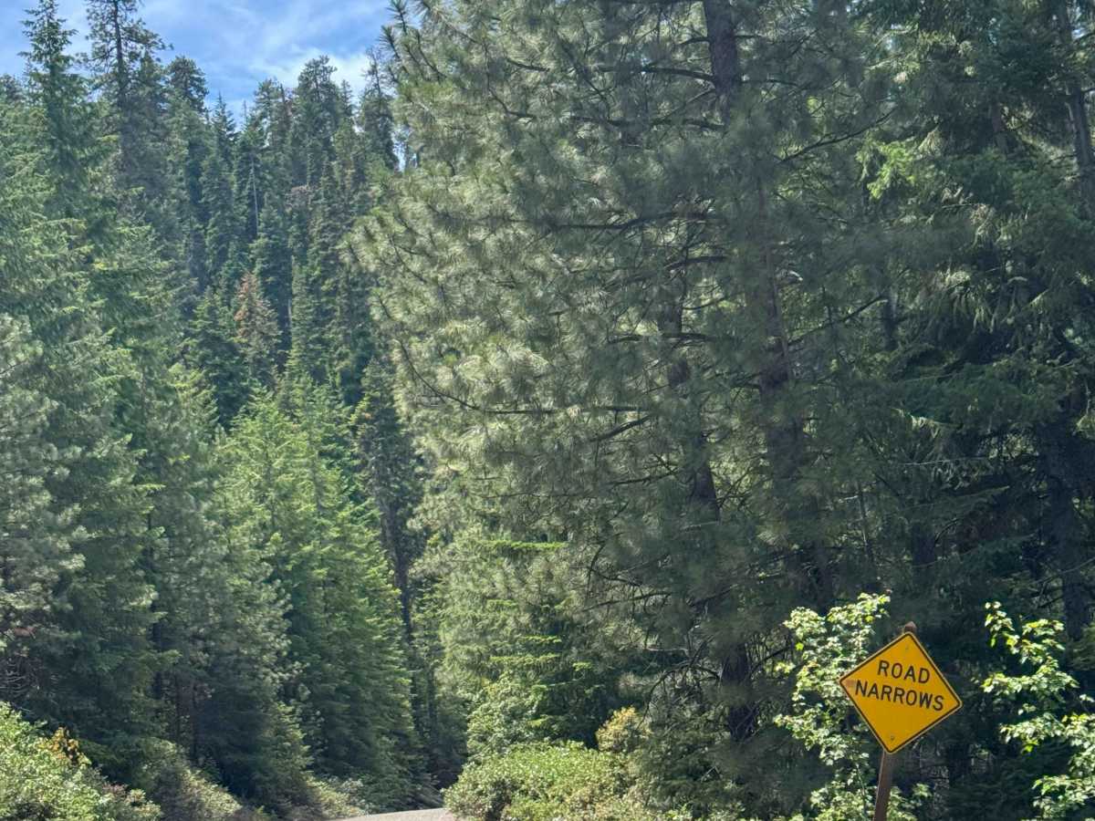 Black Butte Trail - FS 1110 photo 6