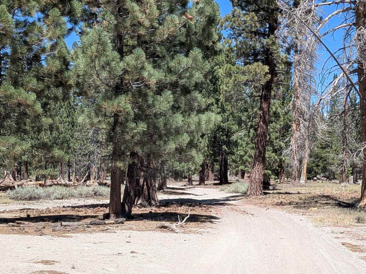 Forest Service Road 2S2111 photo 2