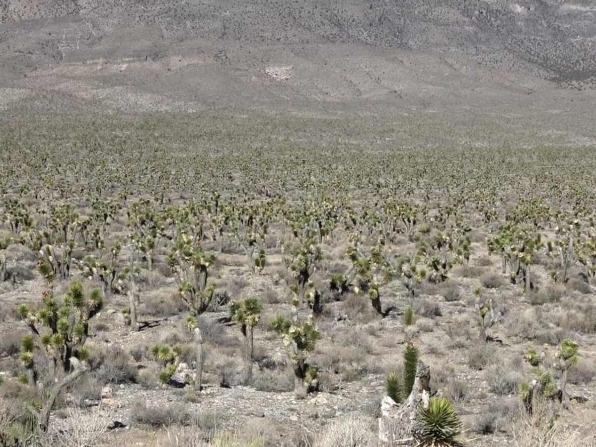 Mormon Well Road photo 6