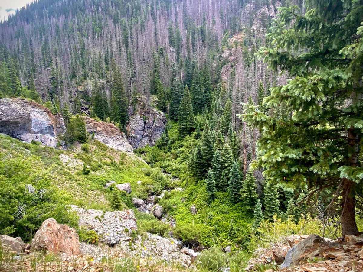 Upper Section of East Fork San Juan River Rd-Fr 667 photo 4