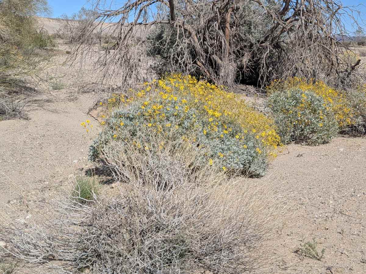 BLM 618 trail photo