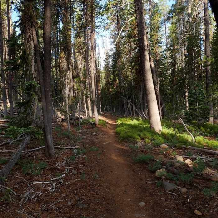 Near Fourmile Lake Trail