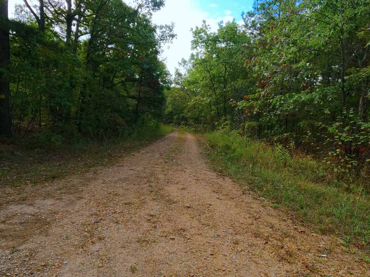 Womble Hollow - FS 2481 trail photo