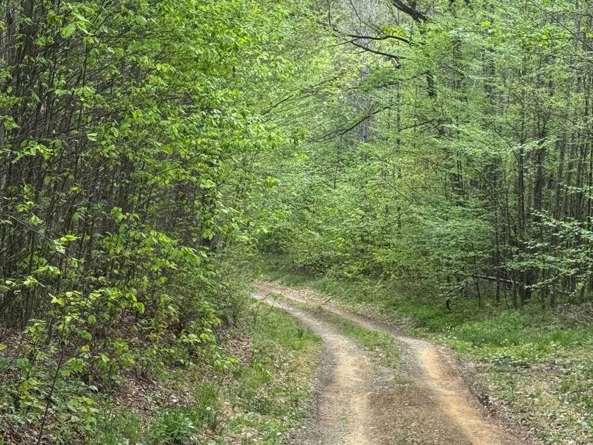 Big Trestle Road photo 6