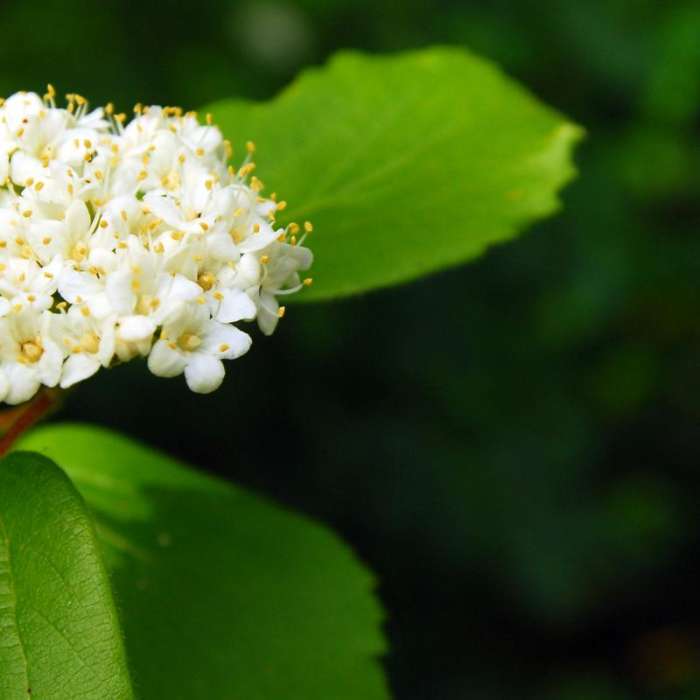 Near Lacamas Creek Loop Trail