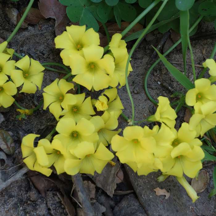 Near San Clemente Trail (North Route)