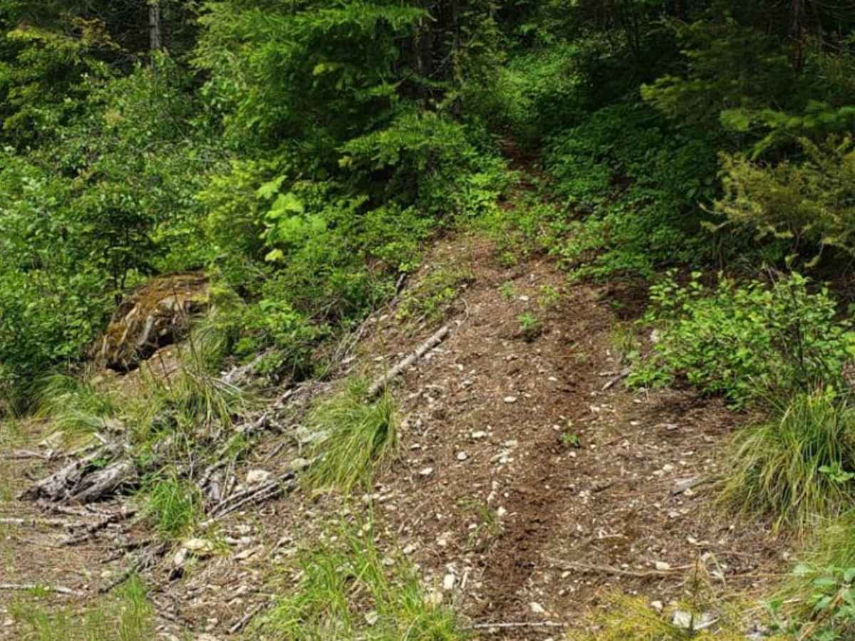 Olson Peak Singletrack photo 6