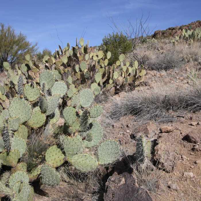 Near Black Cross Butte Hike Near Black Cross Butte Hike