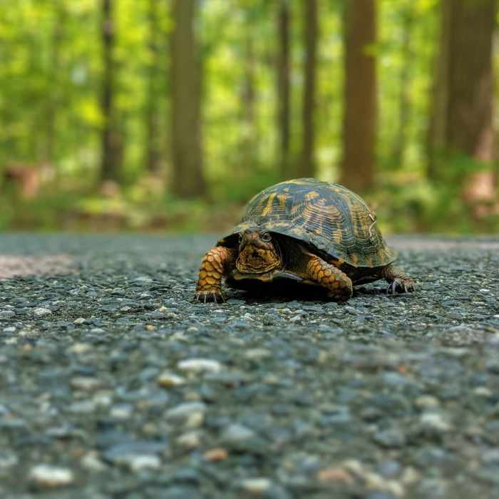 Near Patapsco Perimeter