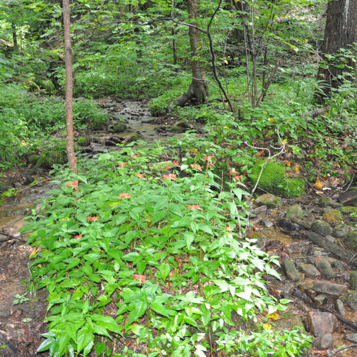 One of the 26 stream crossings and nice stand of Crimson beebalm. Near Roaring Run Trail