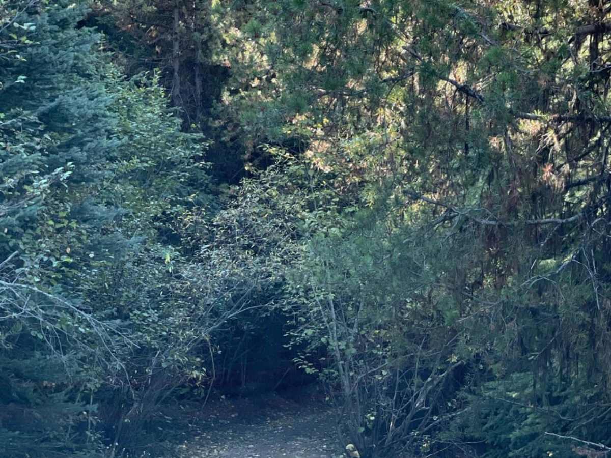 Tight Shortcut photo 2