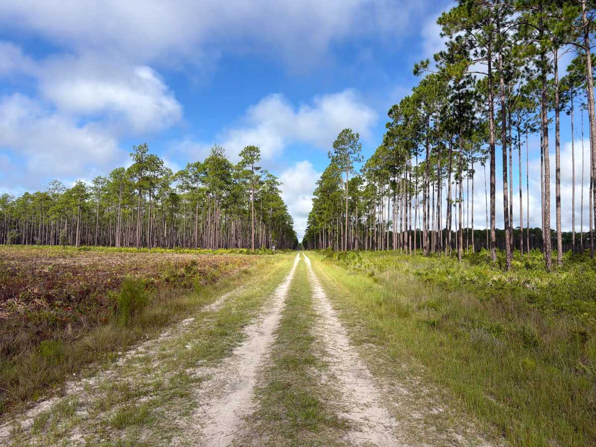 Osceola Connector - FS 216 trail photo
